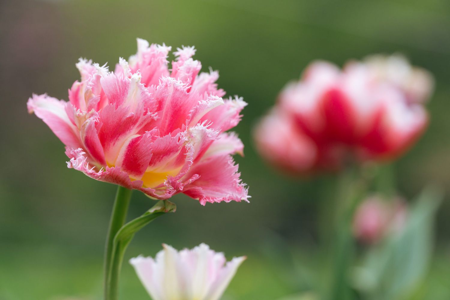 pink fringed tulip