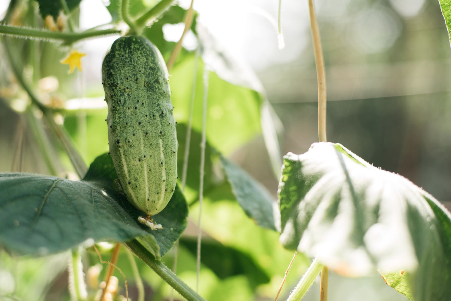 Organic cucumbers cultivation. Closeup of fresh green vegetables ripening