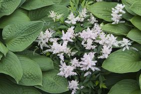 Blossoming flowers surrounded by lush foliage