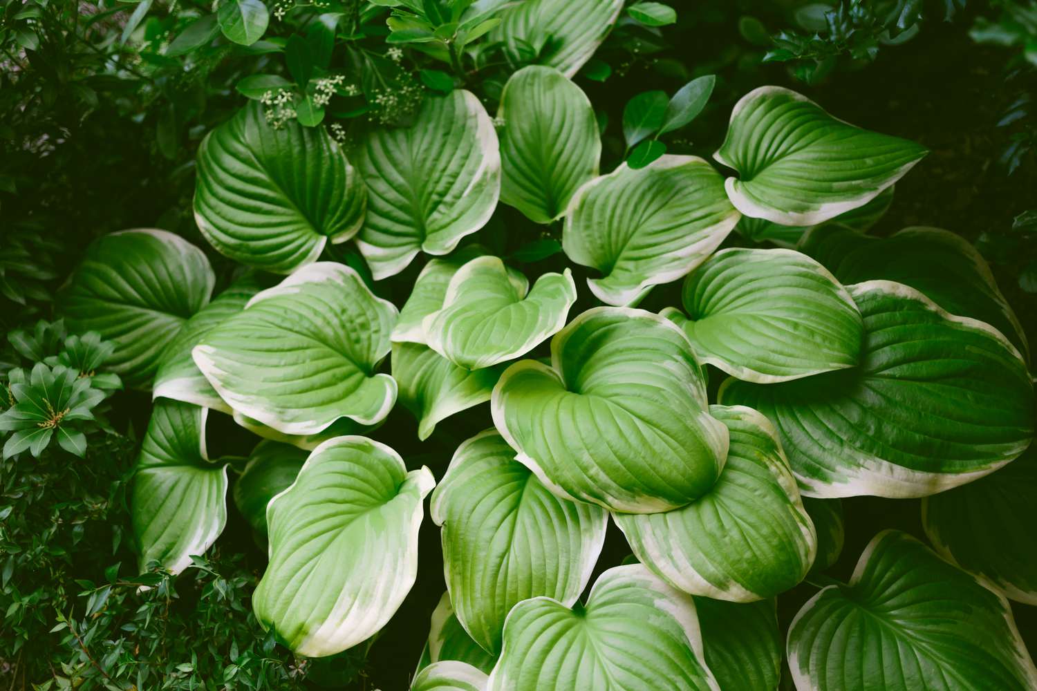 Cluster of hosta plant leaves with prominent ridges