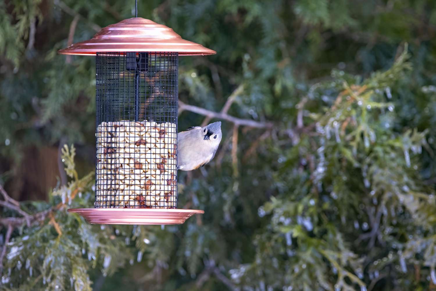 Tufted Titmouse