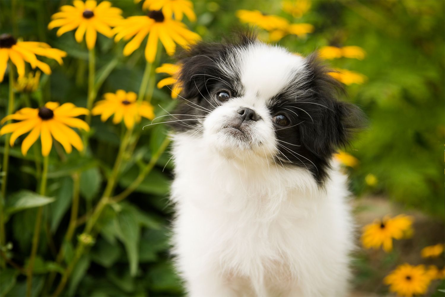 japanese chin dog in front of black eyed susans