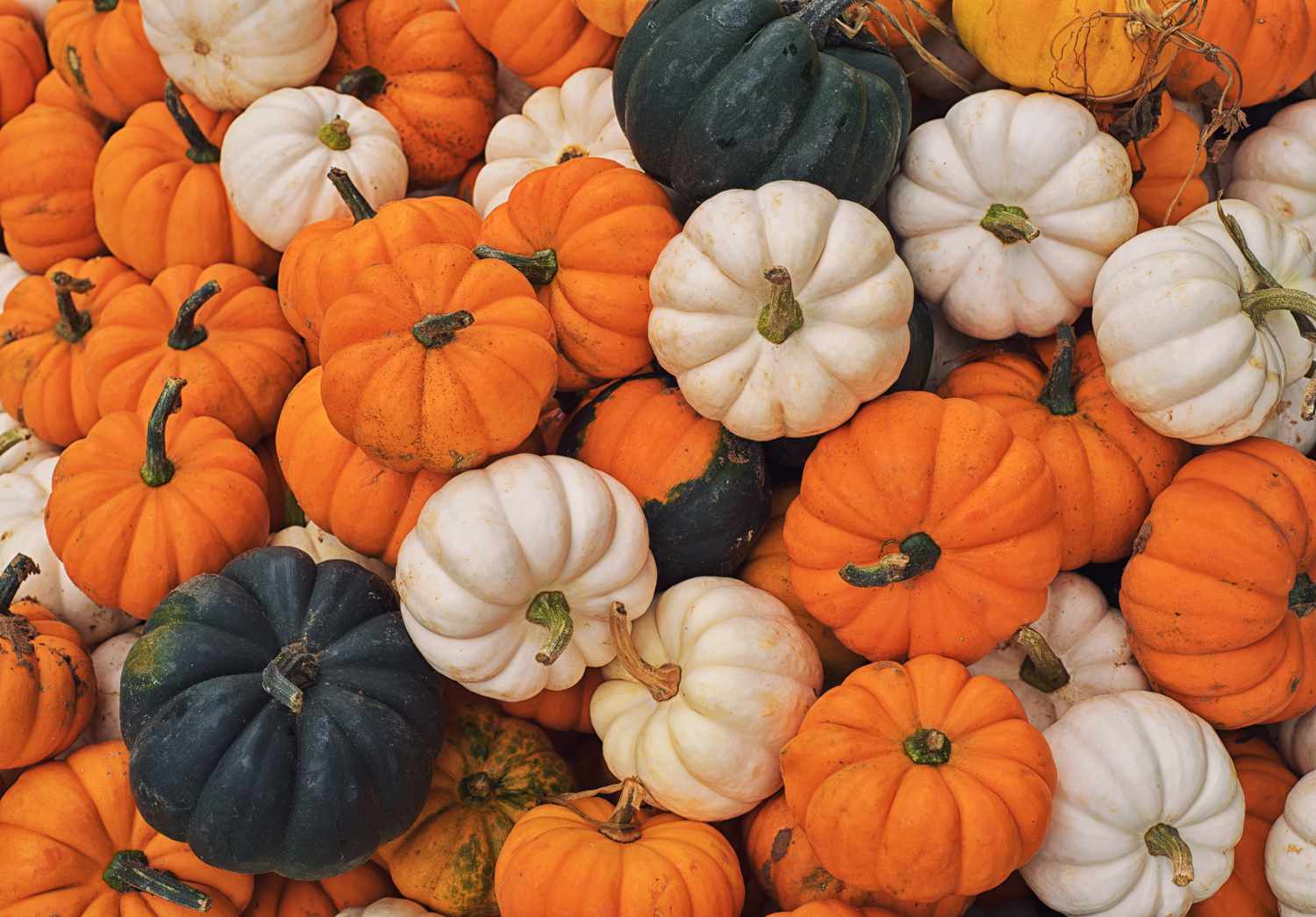 Close up of colorful mini pumpkins in orange, white, and green
