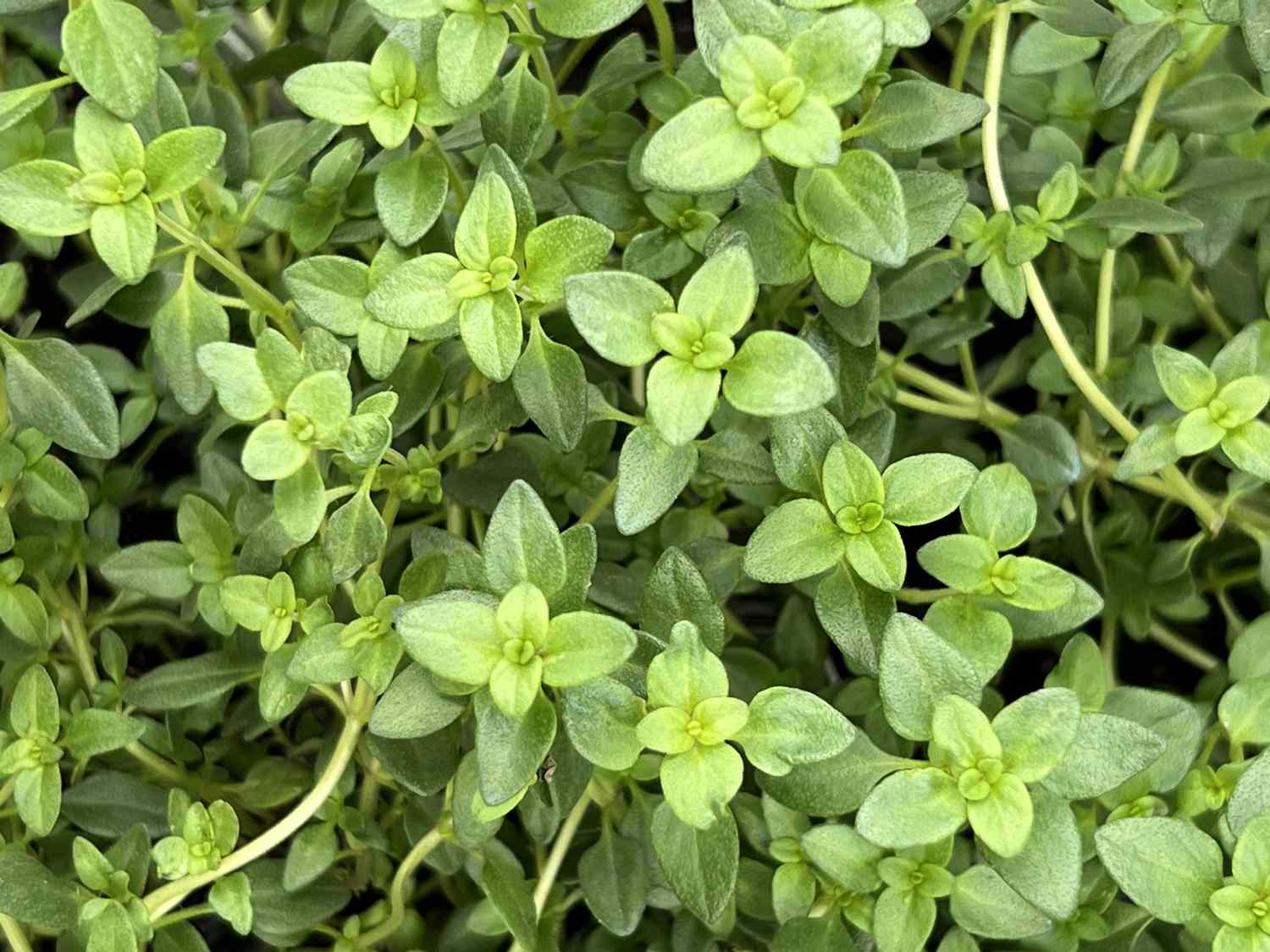 Potted Lemon Thyme viewed from above