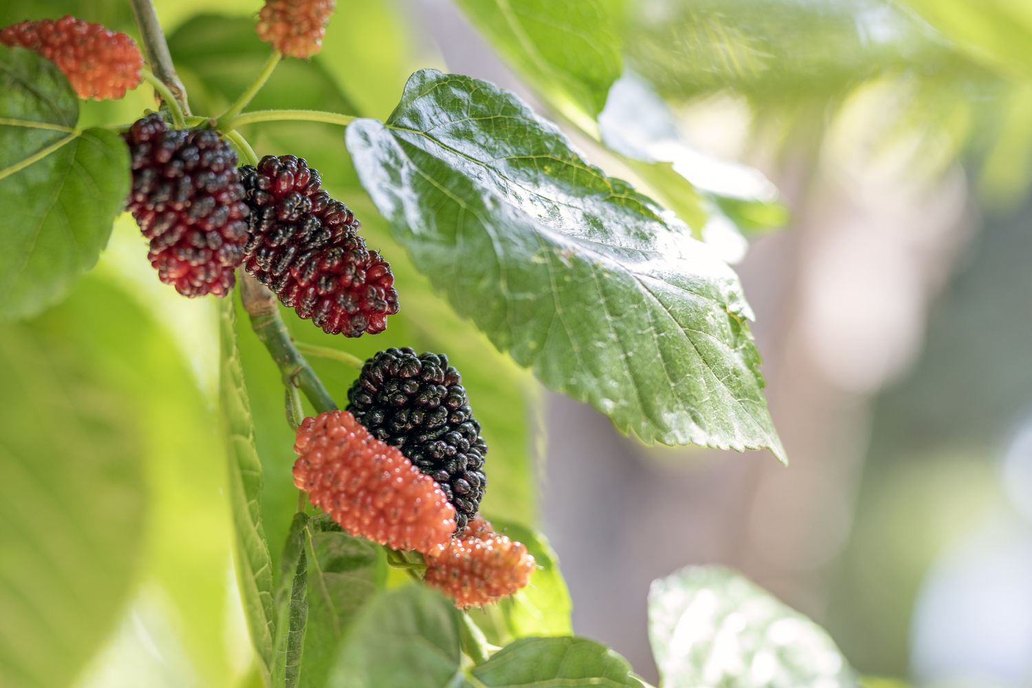 View of the red mulberries on the branch. Morus rubra, commonly known as the red mulberry, is a species of mulberry native to eastern and central North America.