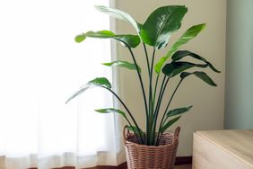 Tall houseplant in a wicker basket placed in an indoor setting near a window and a wooden piece of furniture