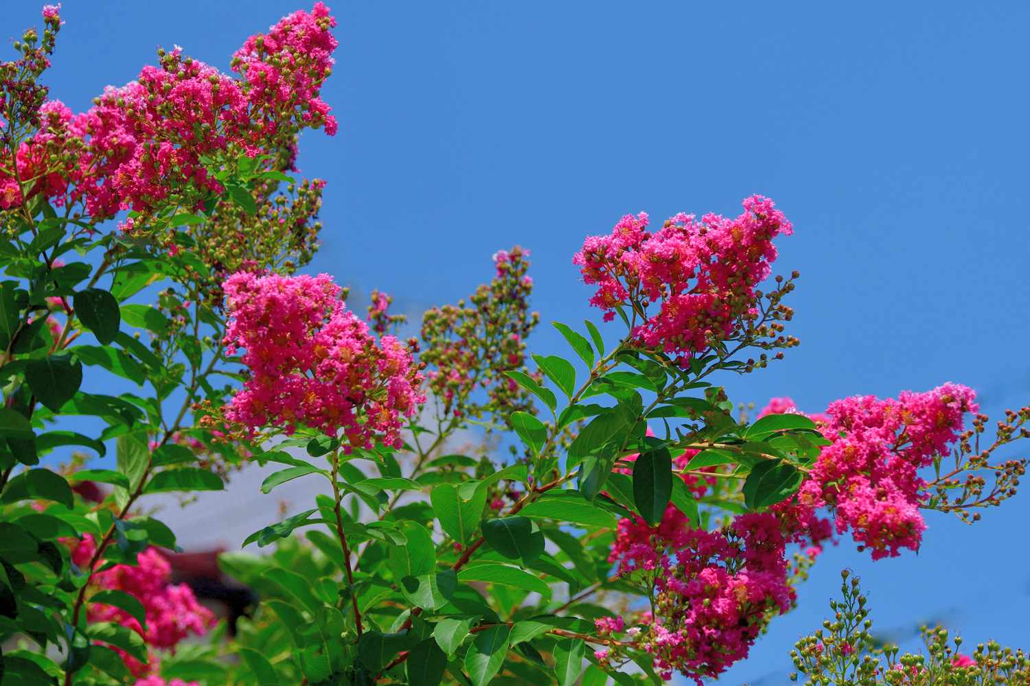 Crepe Myrtle
