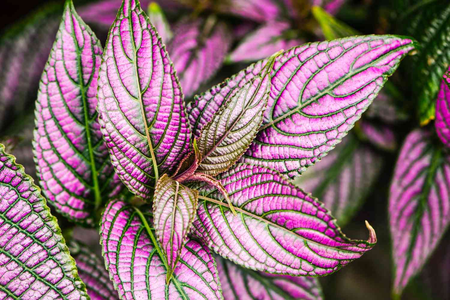 Persian Shield