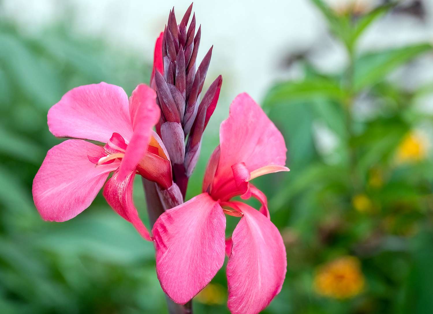 pink canna lily blooming