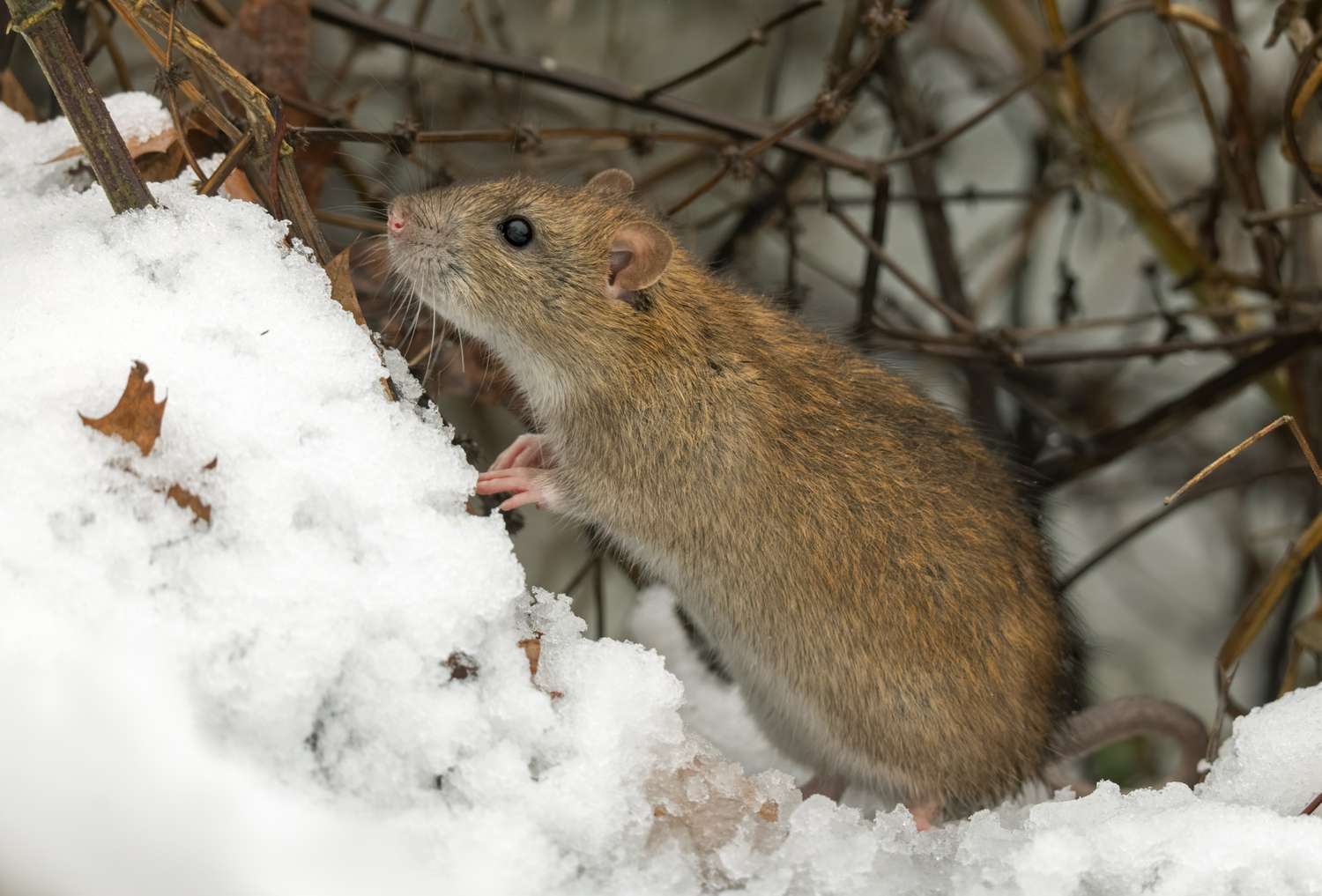A rat in a snowy environment standing on hind legs near branches