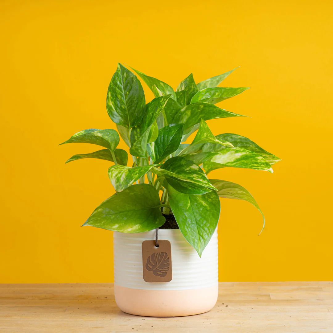 Golden Pothos plant with yellow background. 