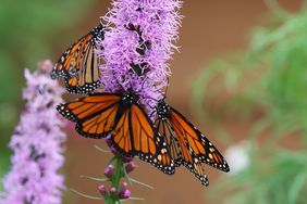 Butterflies perched on a vibrant flower in close detail