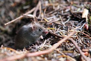 A little Mouse in the forest