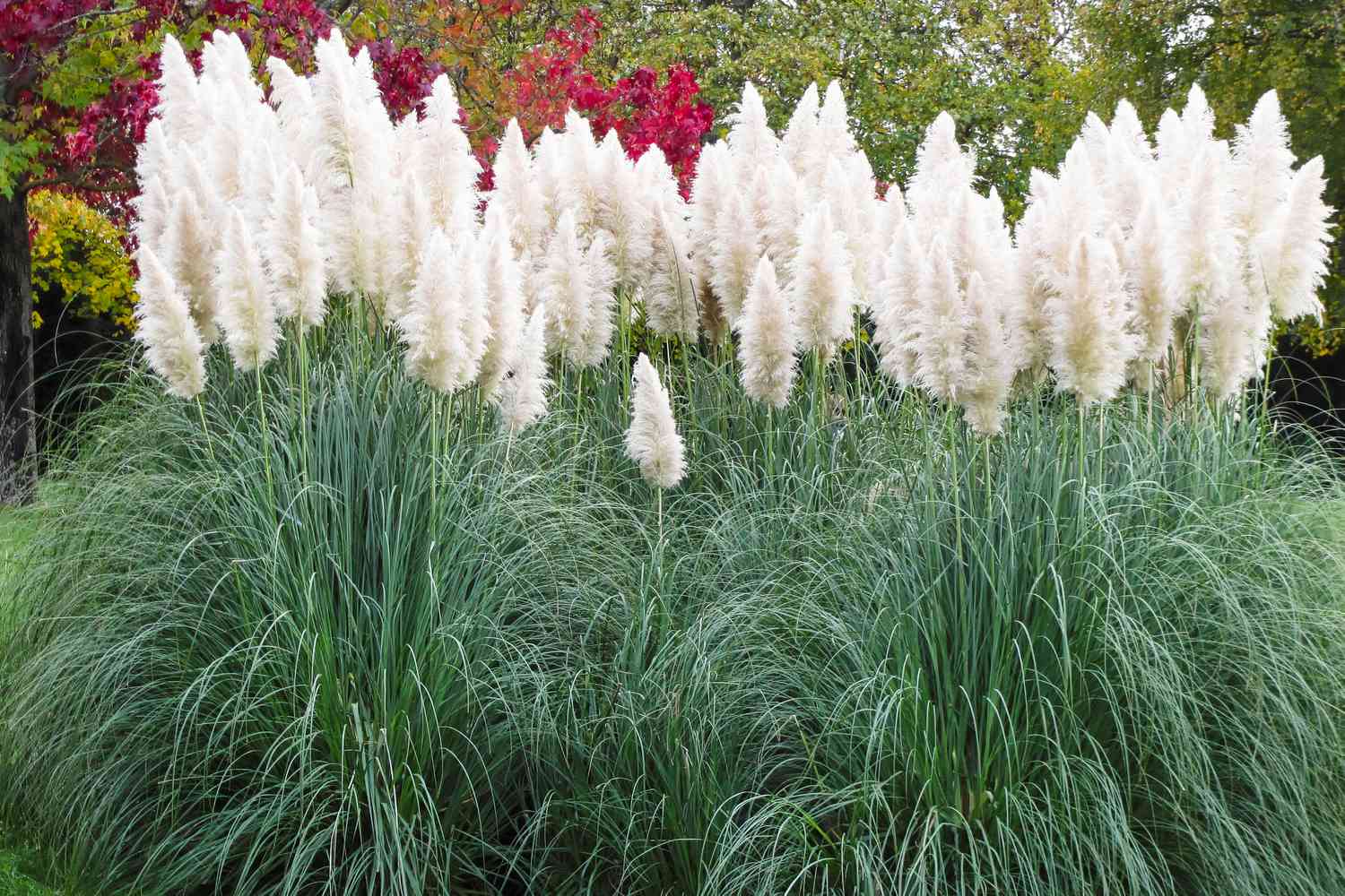 Pampas Grass