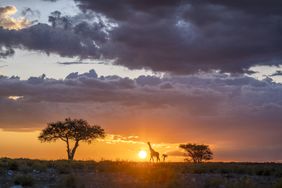 Namibia, Africa landscape with trees and giraffe. 