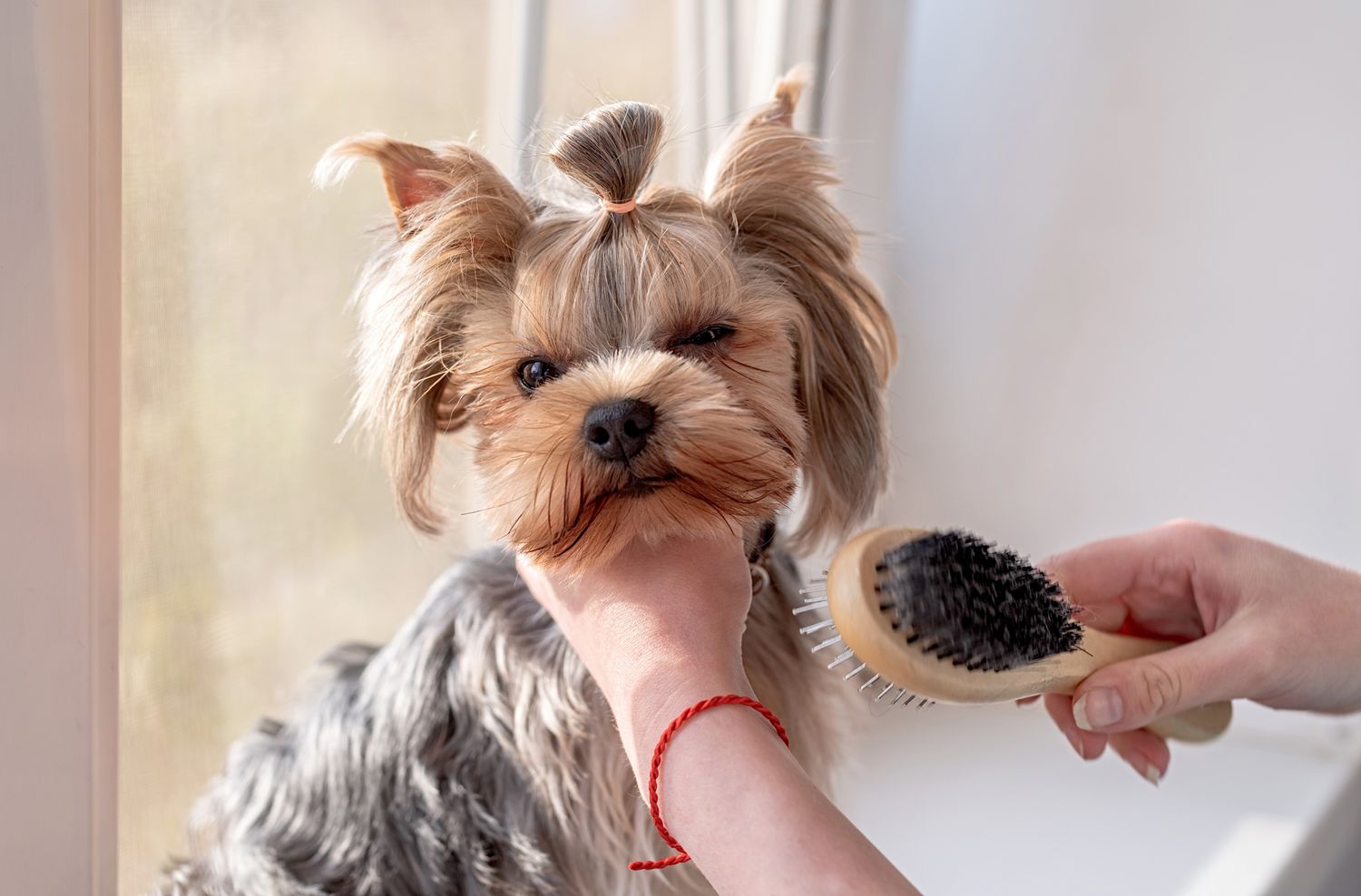 woman brushing yorkshire terrier with ponytail