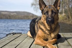 German Shepherd dog sitting on dock