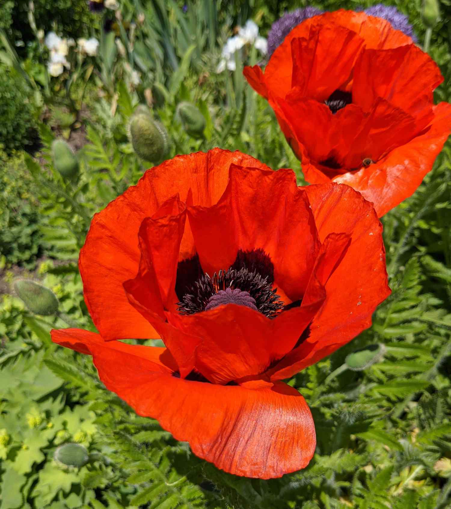 Poppies