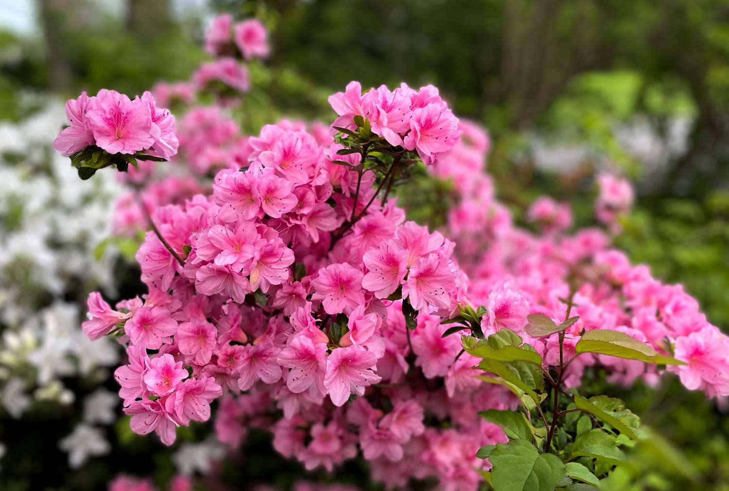 Azalea shrub