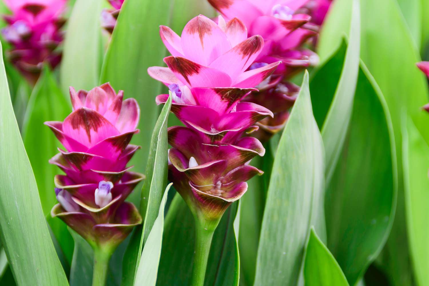 Siam Tulips