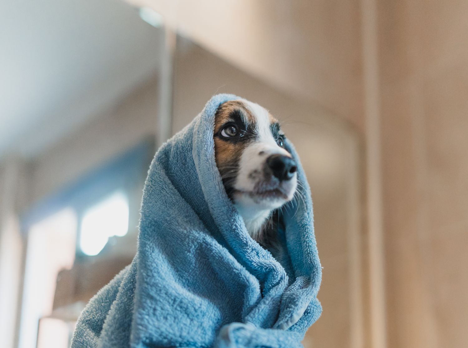 A dog wrapped in a towel looking to the side