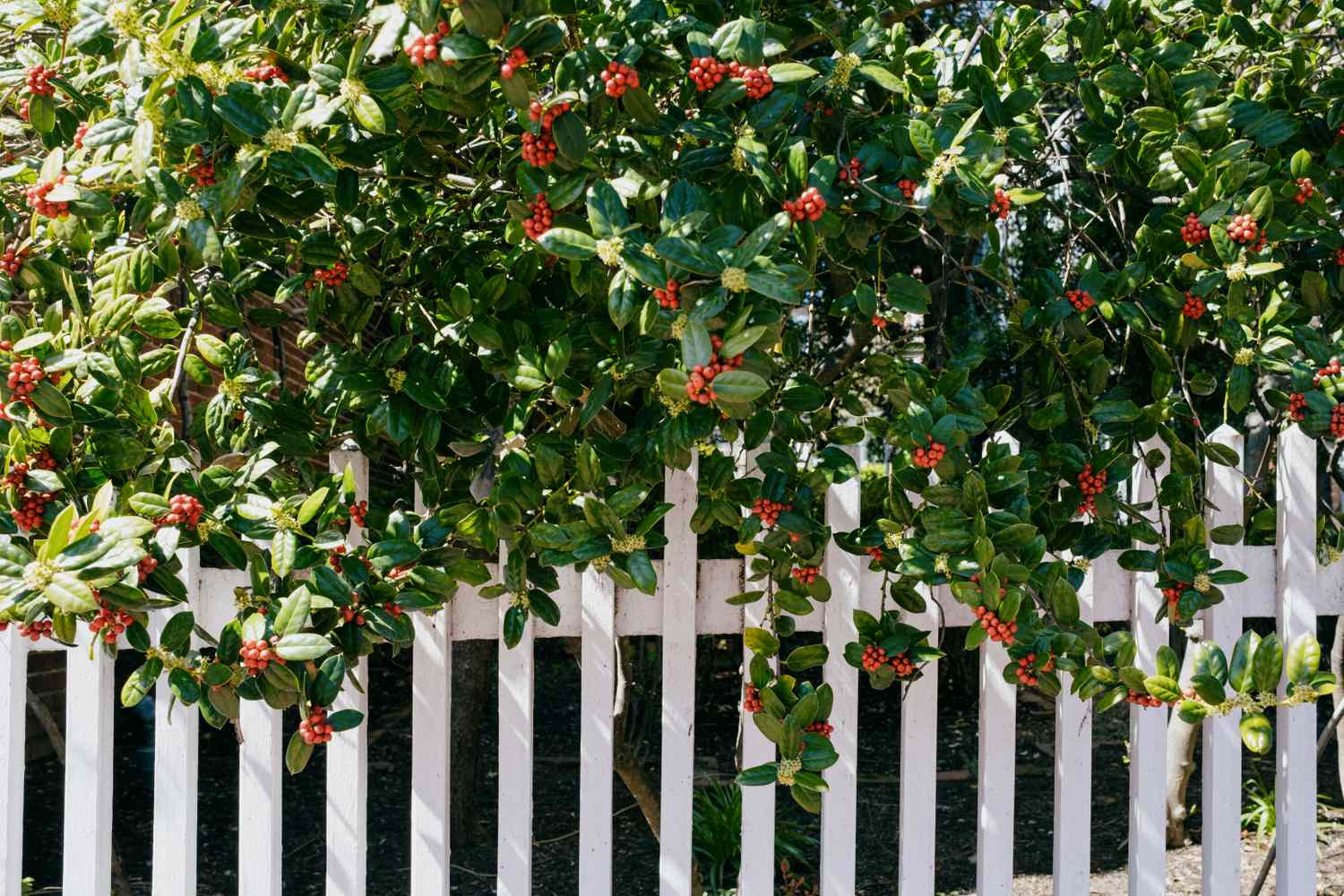 Bush with red berries growing along a white picket fence