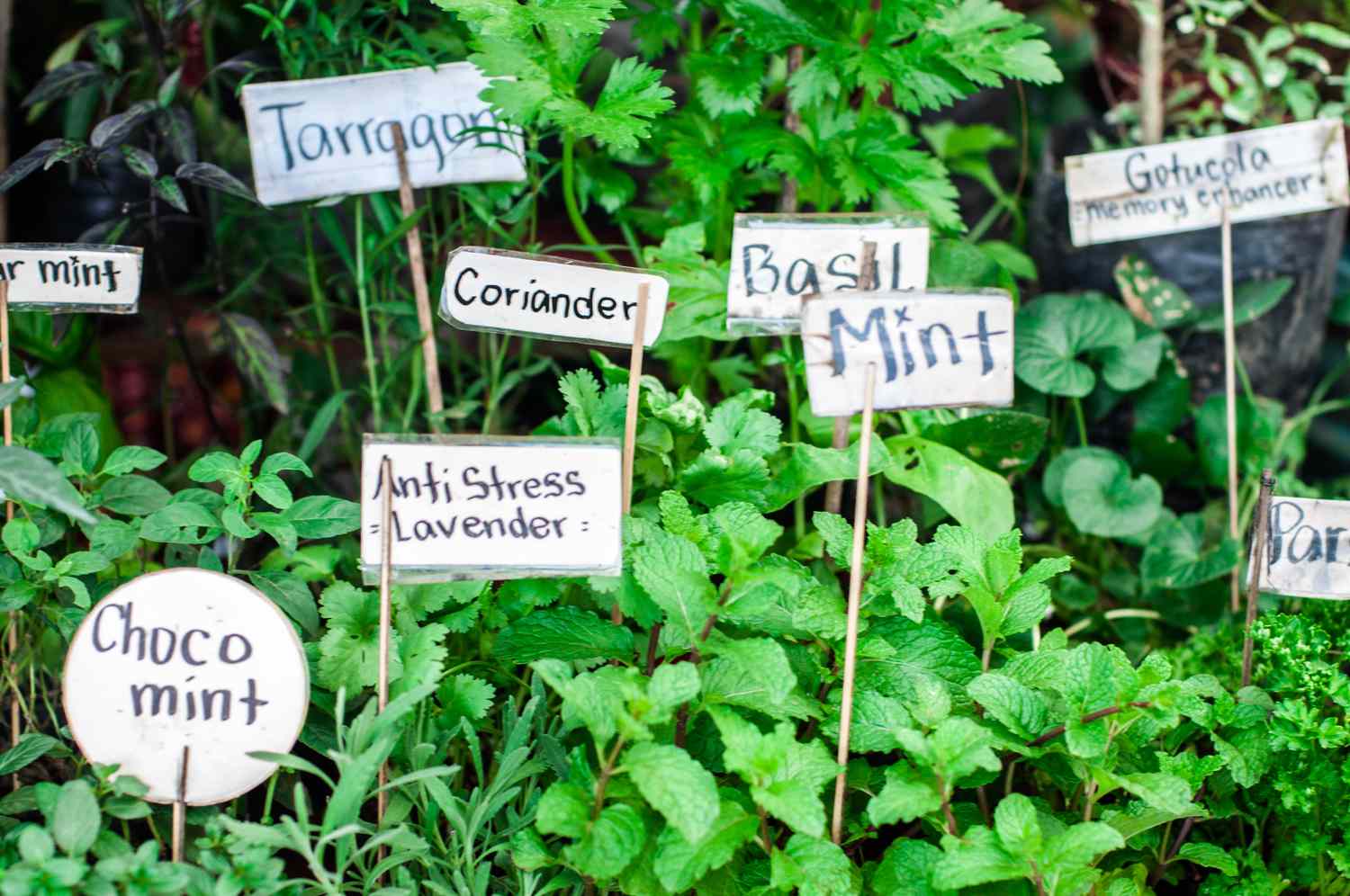 Variety of herbs in the garden with labels