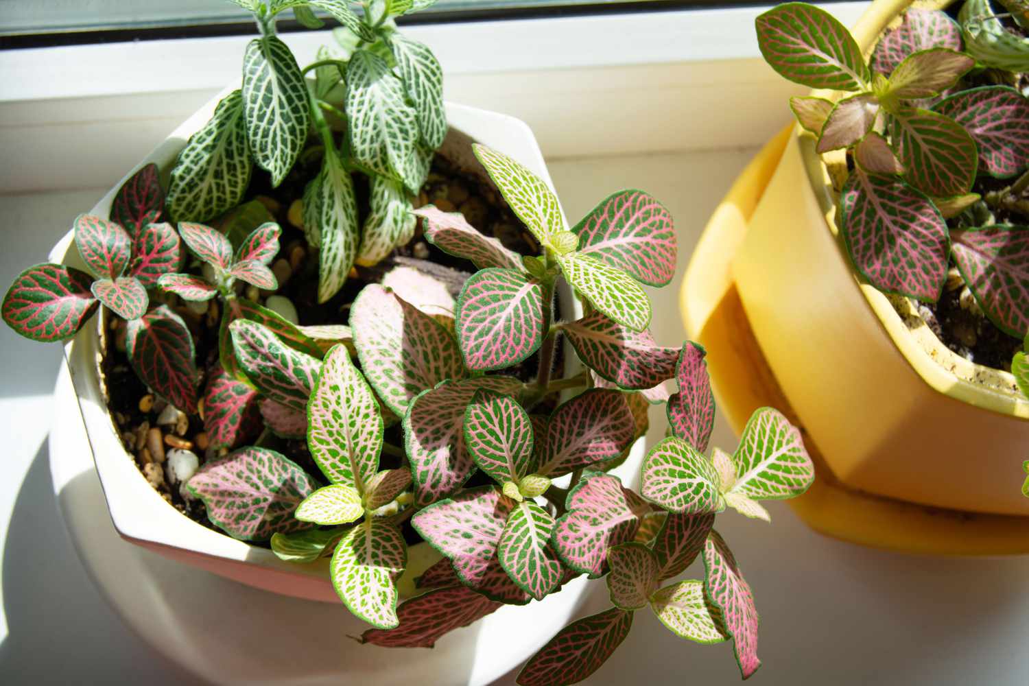 Nerve plants in pots on windowsill