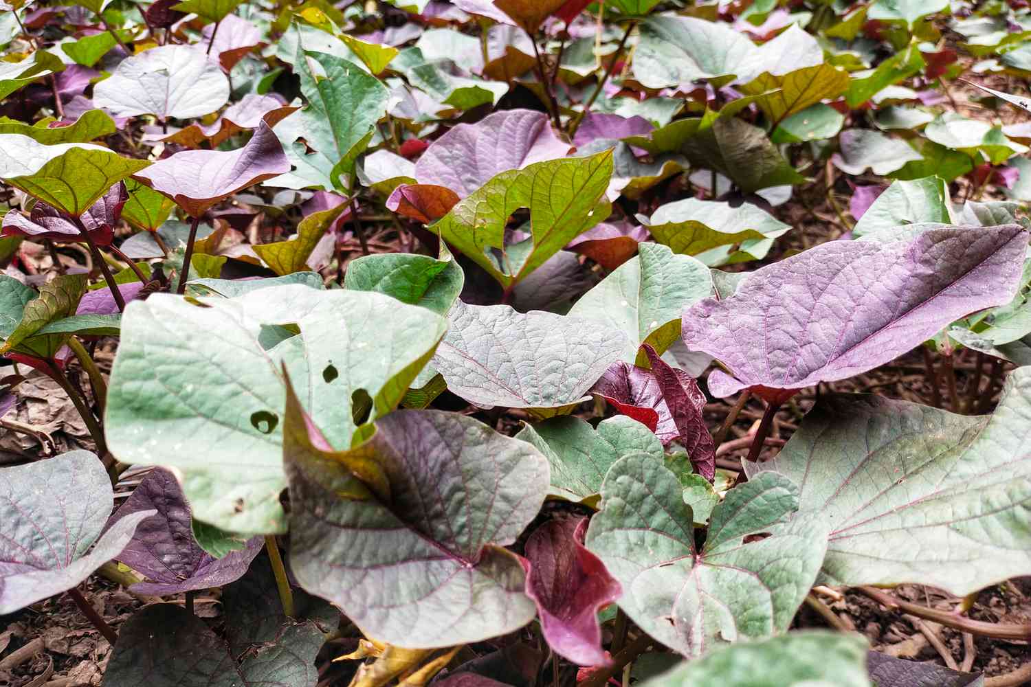 Sweet Potato Vine