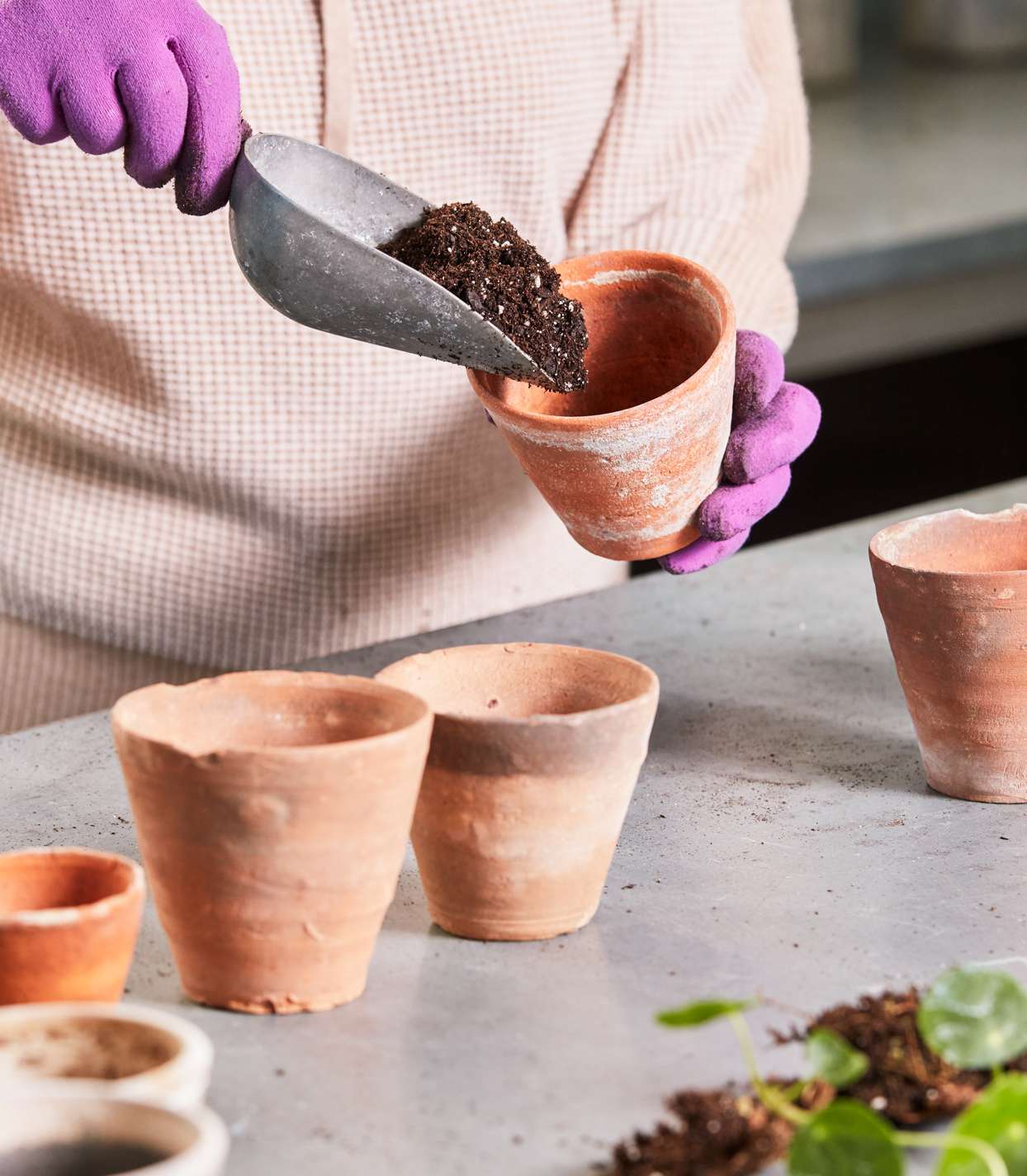 decorvow prepping small clay pots for planting
