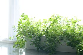 A windowsill herb garden with vibrant green plants in a rectangular planter
