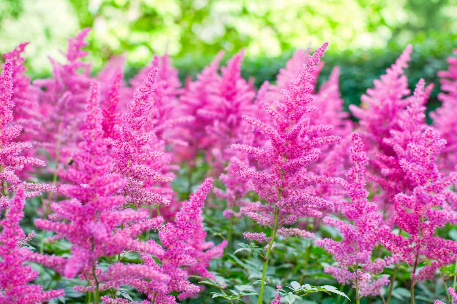 Astilbe Arendsii Group flowers