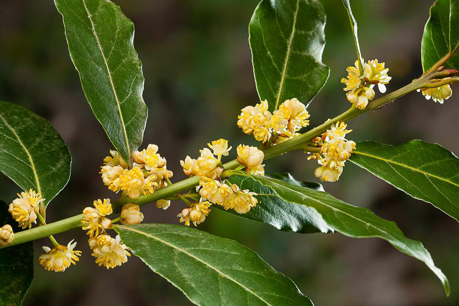 bay laurel