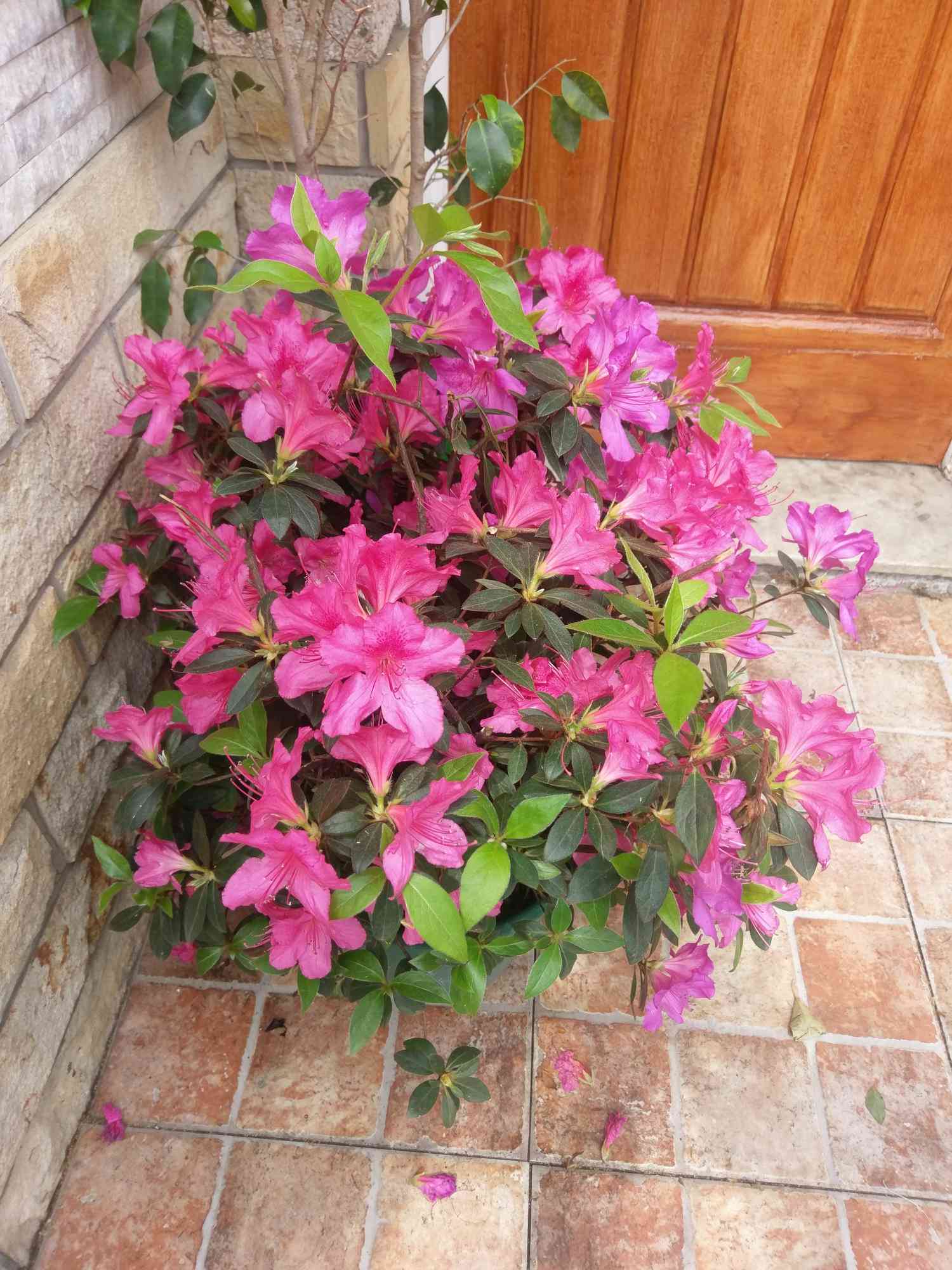 Azaleas in a container near door