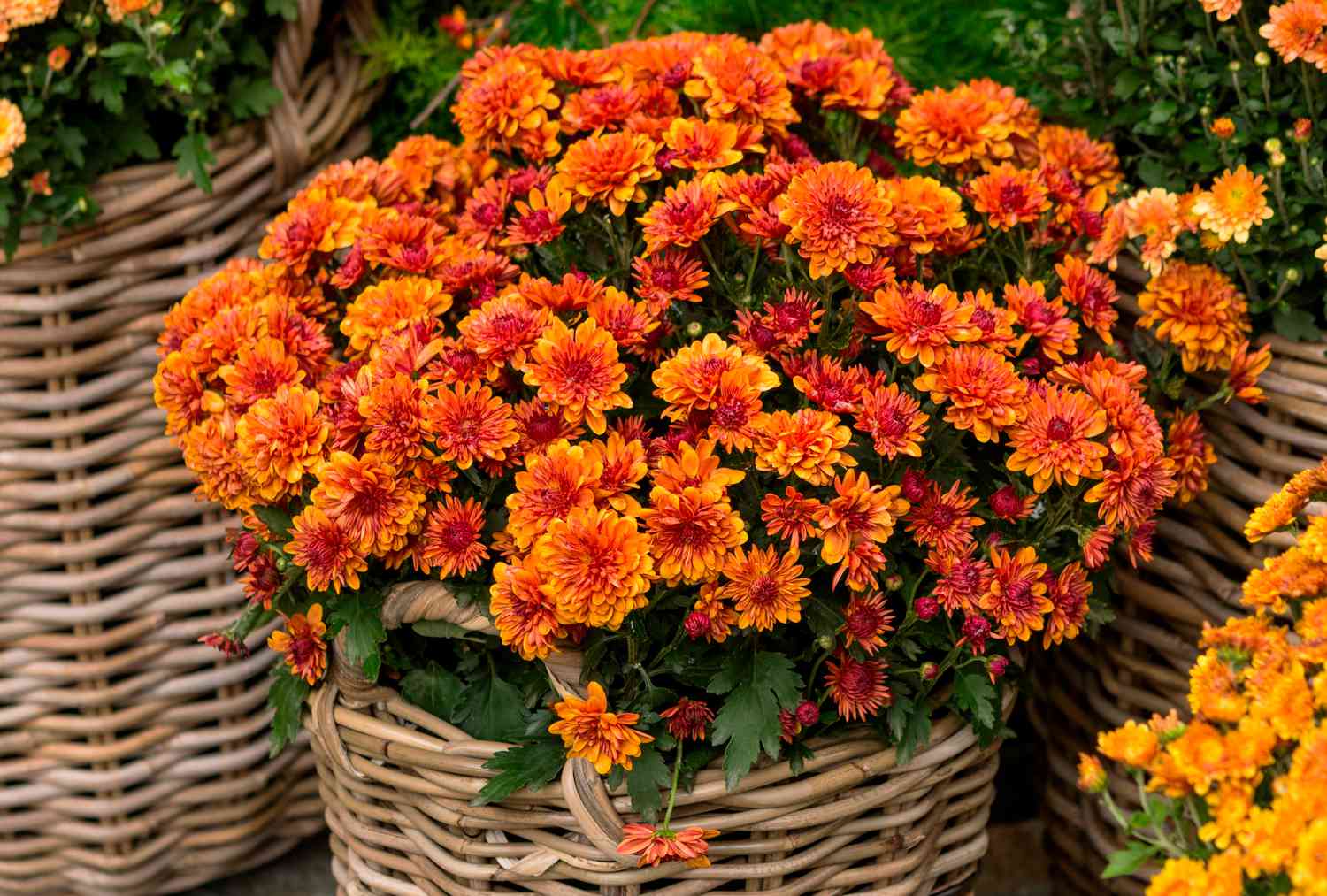 Orange mums in a woven basket container