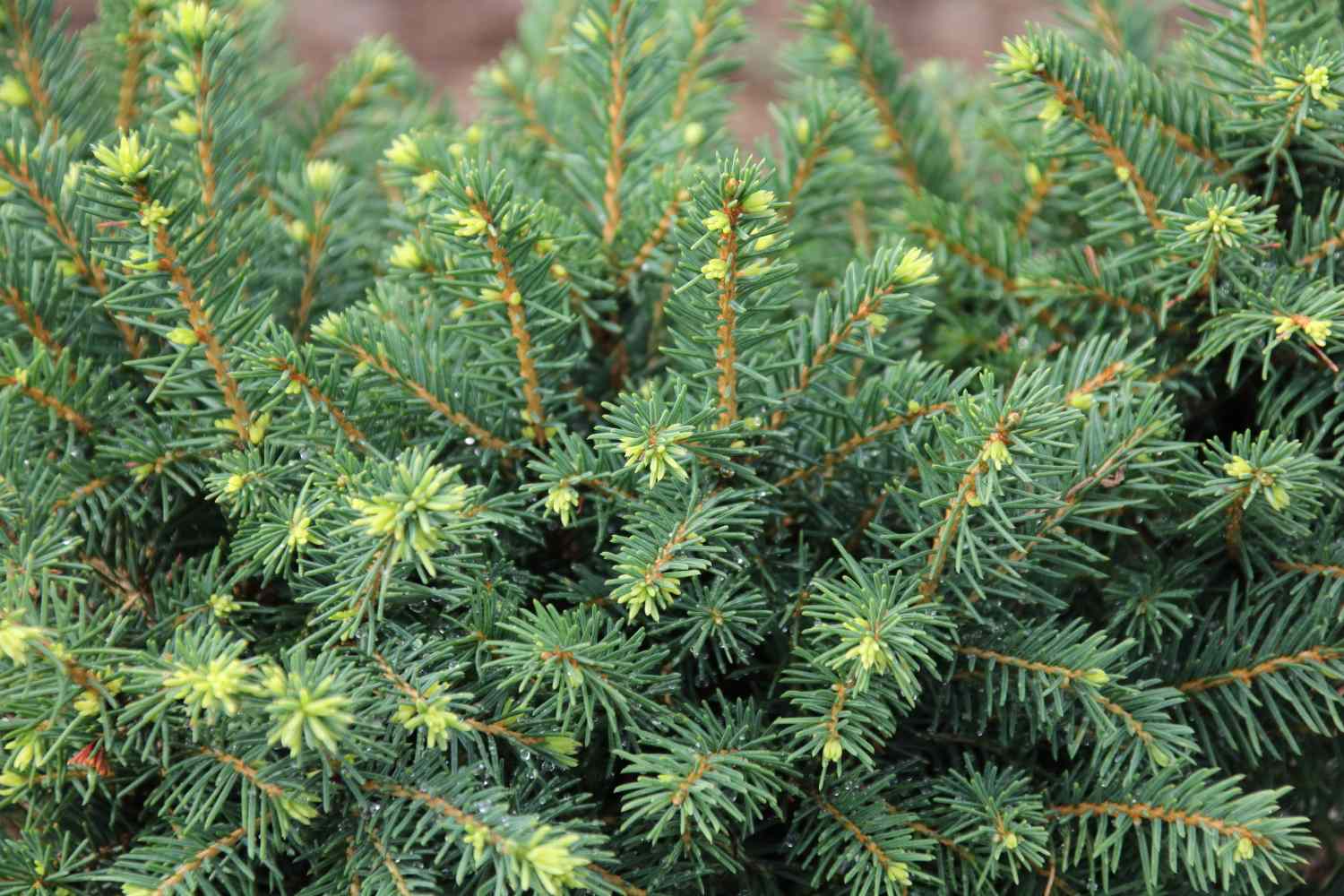 Closeup view of evergreen tree branches with small new growths