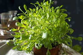 A potted plant with leafy green foliage placed on a table with a dark background