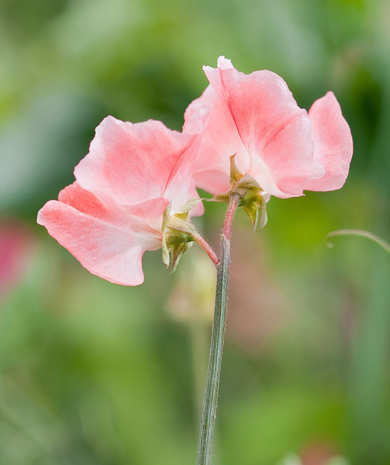 sweet pea spring annual