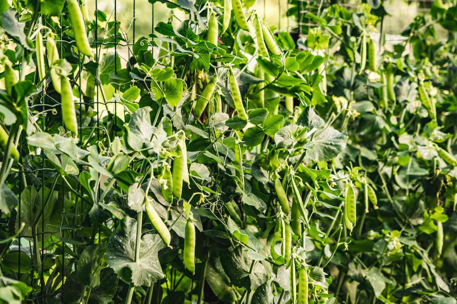 Peas on trellis in garden