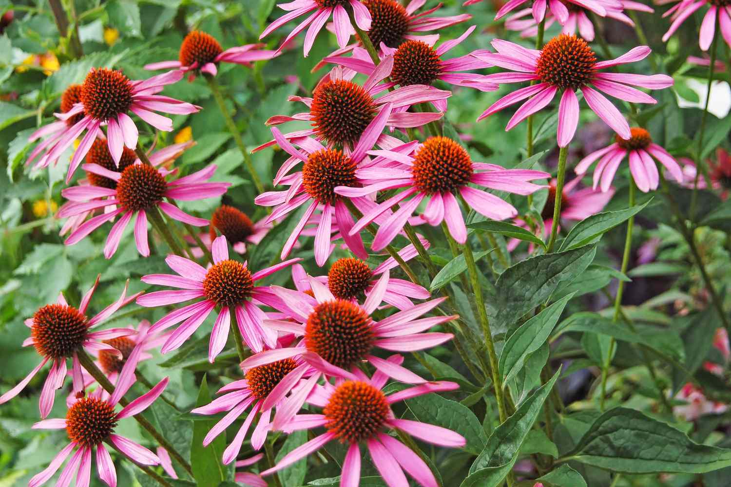 echinacea flowers