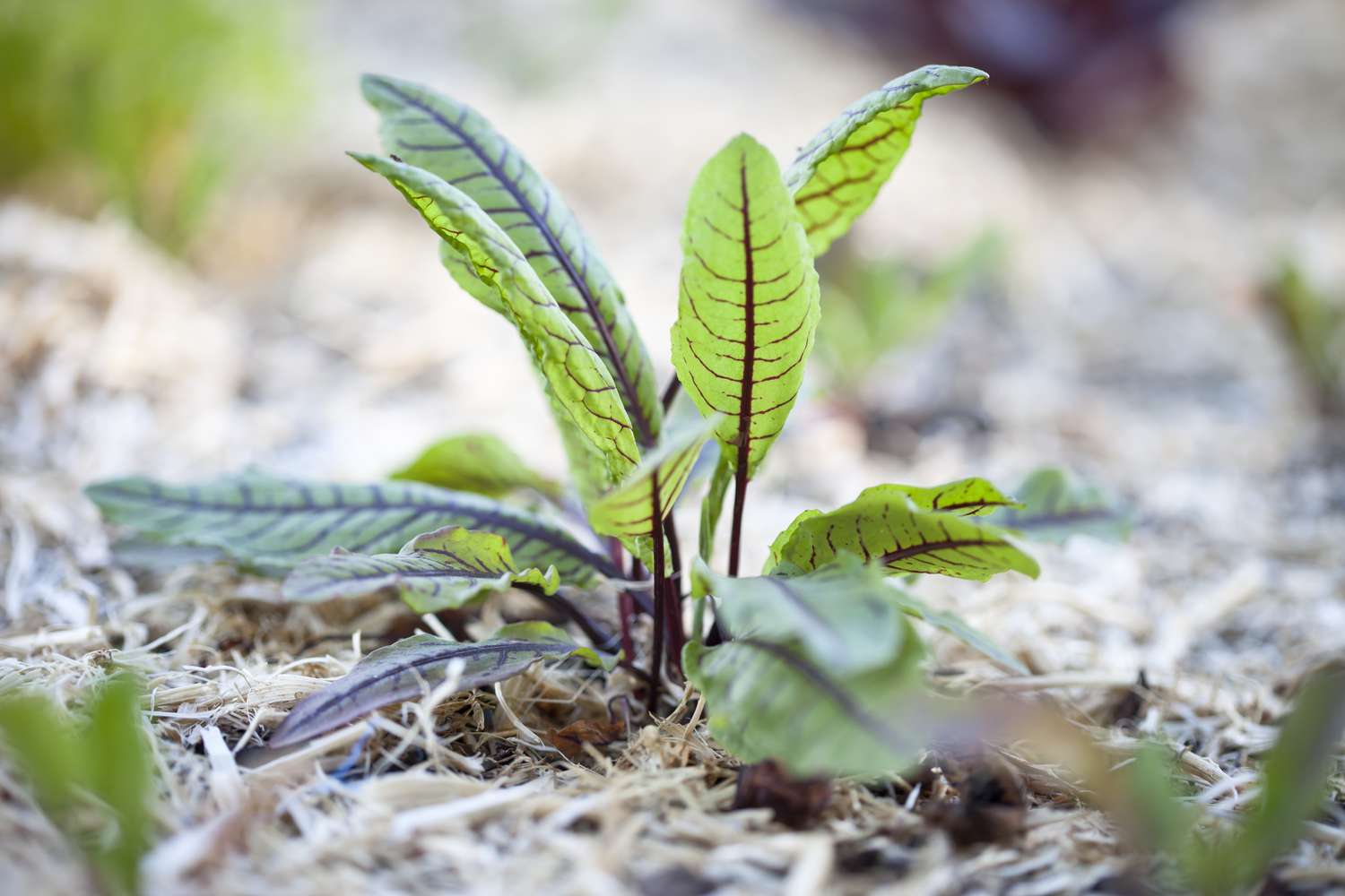Close-up of sorrel growing in a vegetable garden