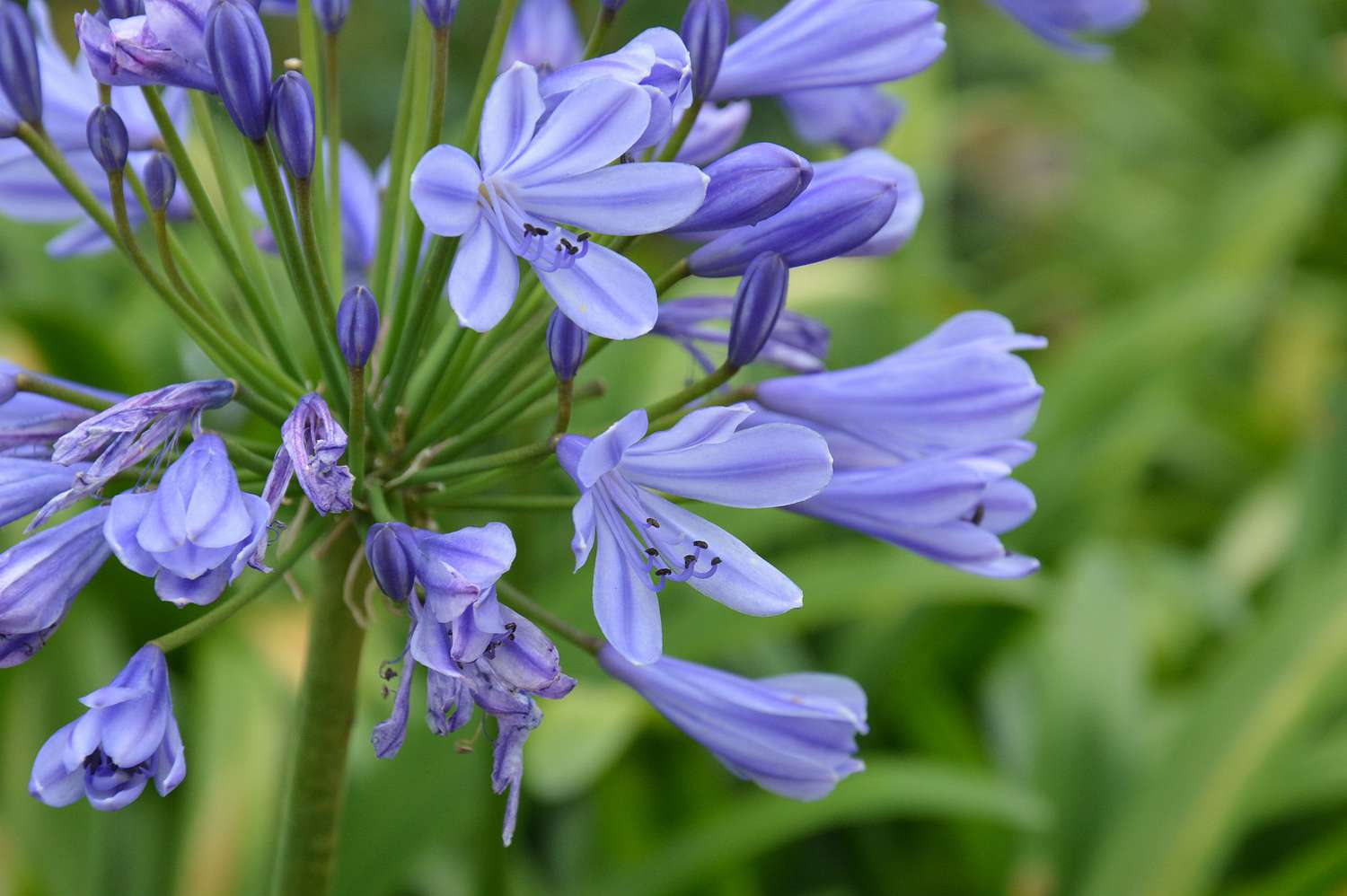 Close-Up Of Purple African Lily Growing Outdoors