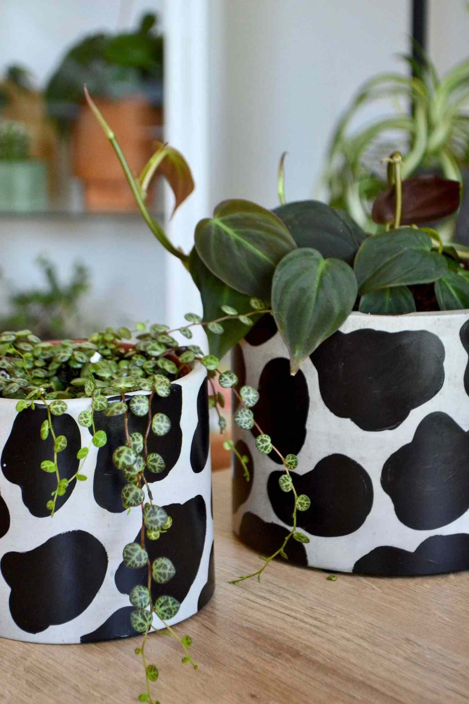 Cow Pattern Concrete Planter