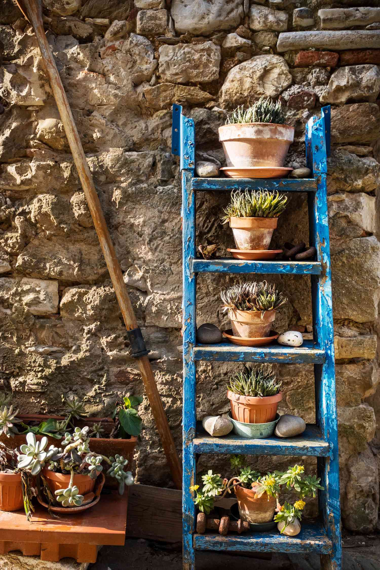 Succulent plants on ladder