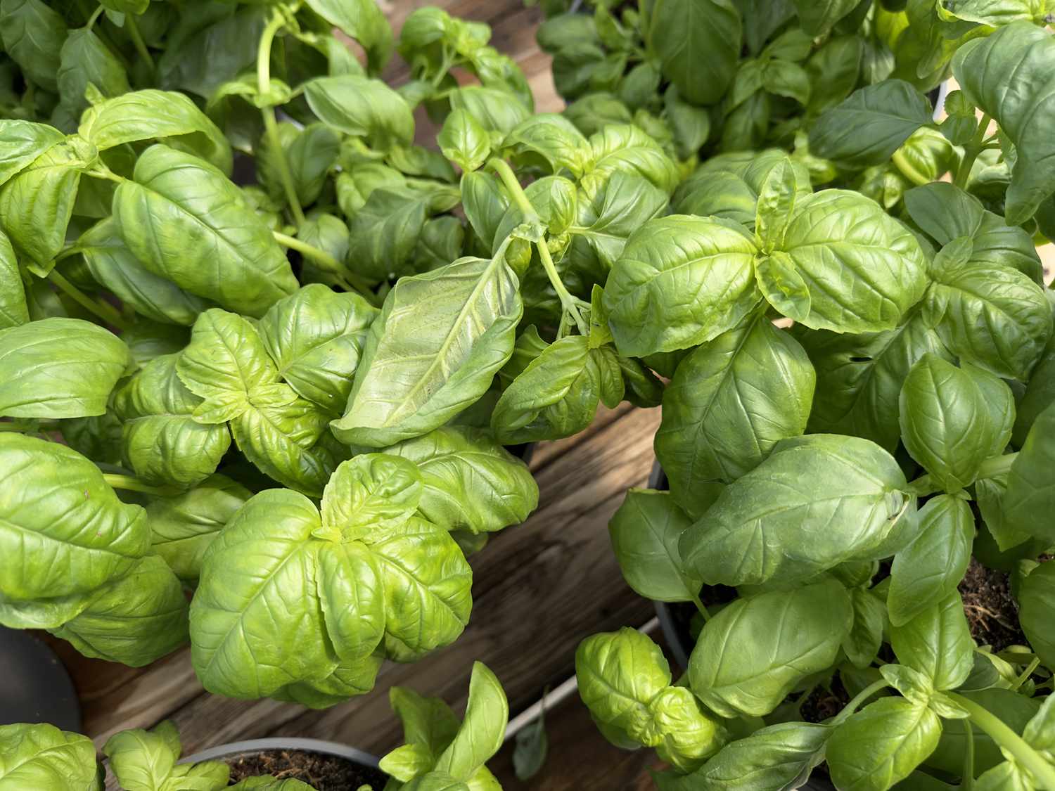 Basil Greenhouse