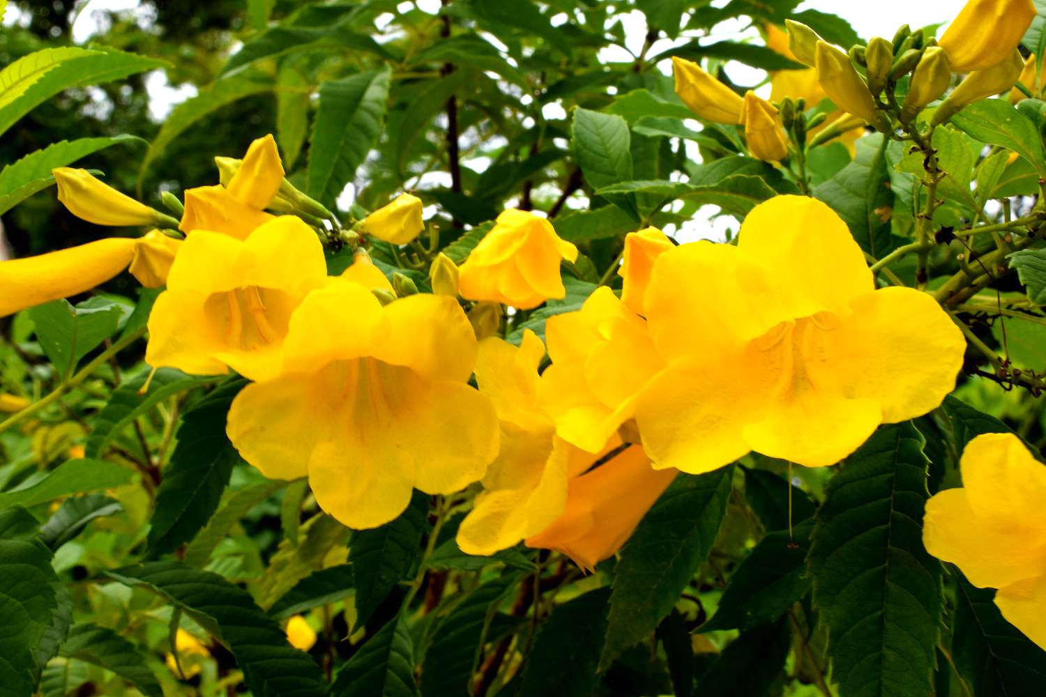 Close-up of bright yellow flowers on a plant with green leaves