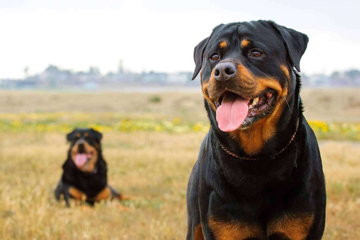 Rottweiler Dogs outdoors in grass field