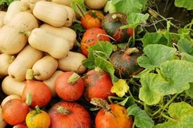 A collection of squash and pumpkins among green leaves