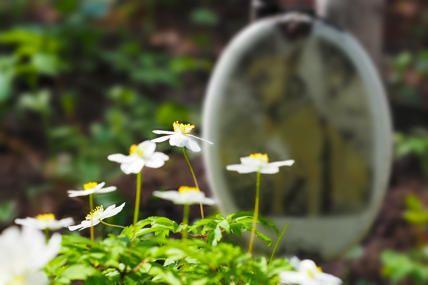 White flowers in focus with a blurry garden background