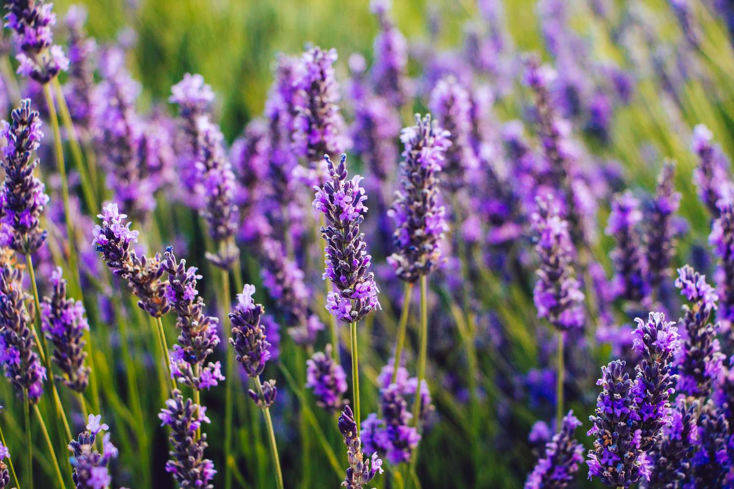 lavender flowers